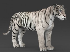 realistic white tiger 3D Model