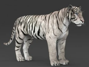 realistic white tiger 3D Model