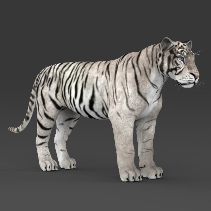 Realistic White Tiger 3D Модель In Дикая Жизнь 3DExport