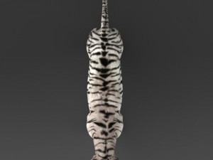realistic white tiger 3D Model