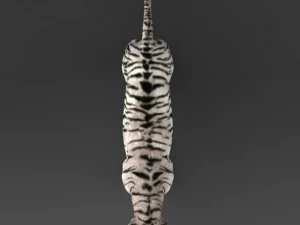 realistic white tiger 3D Model