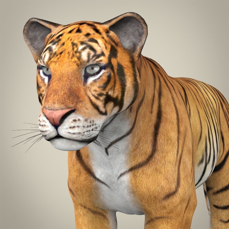 Tiger 3D Models download - Free3D