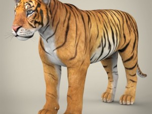 realistic bengal tiger Modelo 3D