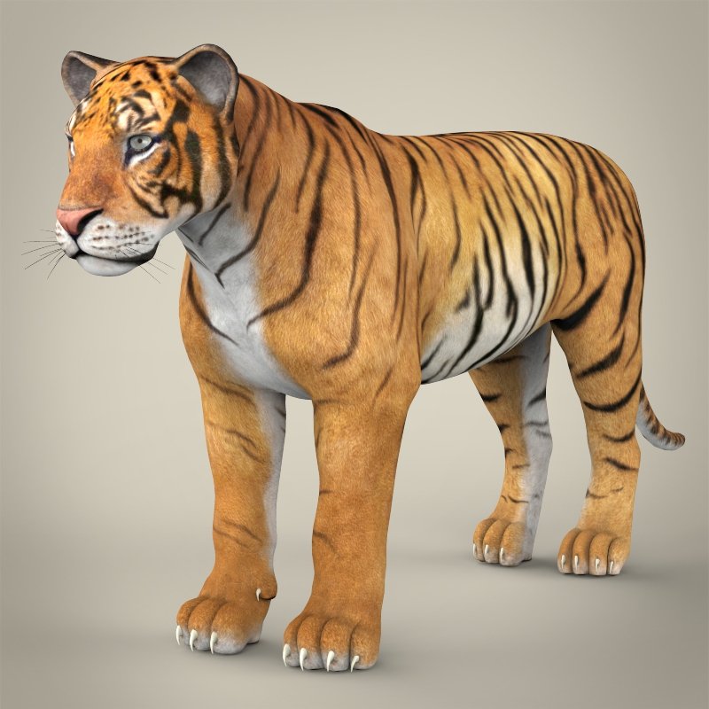 14,074 Royal Bengal Tiger Images, Stock Photos, 3D objects