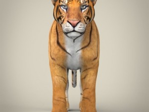 realistic bengal tiger Modelo 3D
