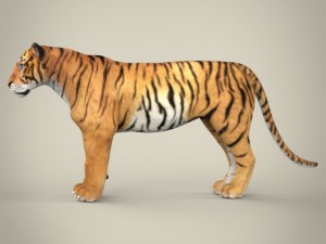 realistic bengal tiger Modelo 3D