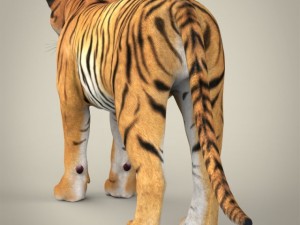 realistic bengal tiger Modelo 3D