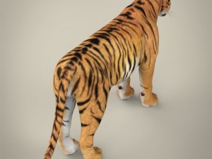 realistic bengal tiger Modelo 3D