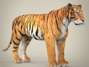 realistic bengal tiger Modelo 3D