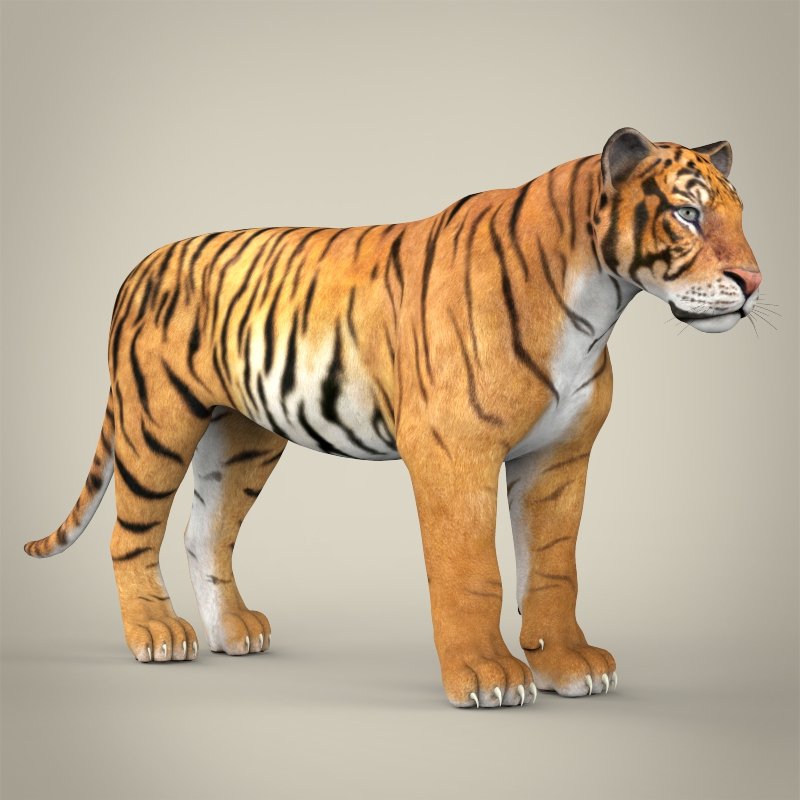 Bengal Tiger 3d model 3ds Max files free download - modeling 44070