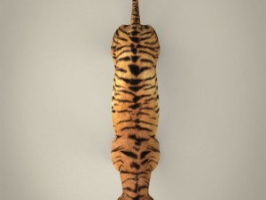 realistic bengal tiger Modelo 3D