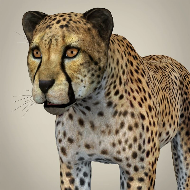 realistic cheetah 3D Model .c4d .max .obj .3ds .fbx .stl .blend 