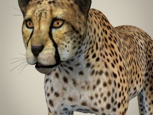 realistic cheetah 3D Model