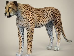 realistic cheetah 3D in 3DExport