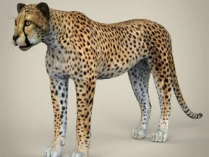 realistic cheetah 3D Model