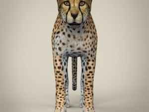 realistic cheetah Modelo 3D