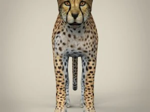 realistic cheetah 3D Model