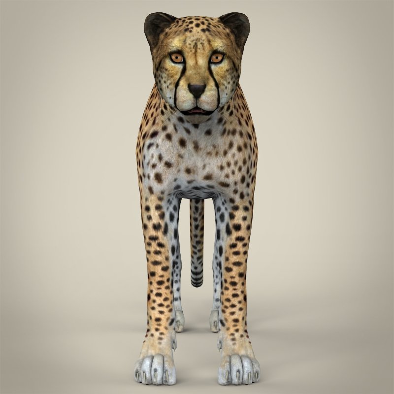 cheetah 3d forum
