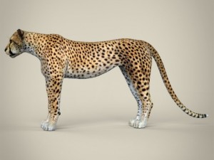 realistic cheetah Modelo 3D