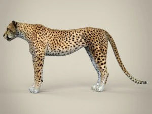 realistic cheetah 3D Model