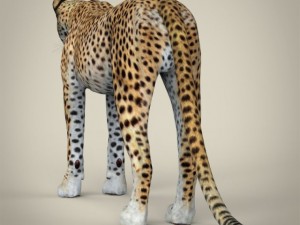 realistic cheetah Modelo 3D