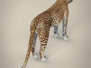 realistic cheetah Modelo 3D