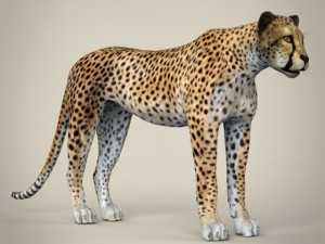 realistic cheetah Modelo 3D