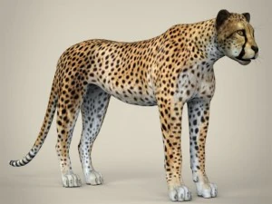 realistic cheetah 3D Model