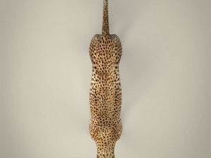 realistic cheetah Modelo 3D