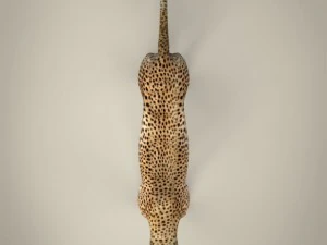 realistic cheetah 3D Model