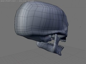 skull 3D 模型
