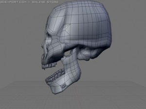 skull 3D 模型