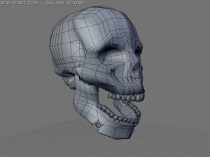 skull 3D 模型