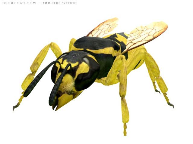 wasp 3D Model .c4d .max .obj .3ds .fbx .stl .blend 