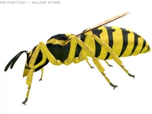 wasp 3D Model