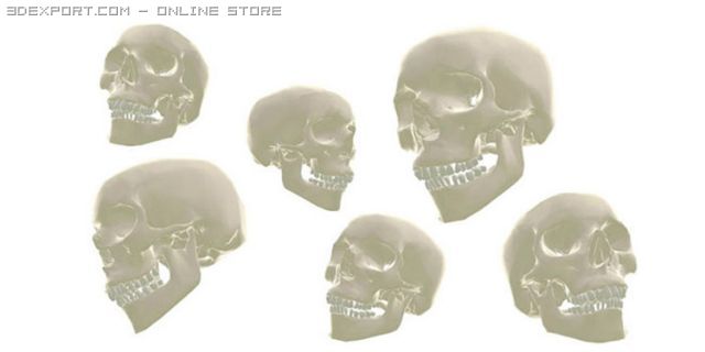 skull Modello 3D .c4d .max .obj .3ds .fbx .stl .blend