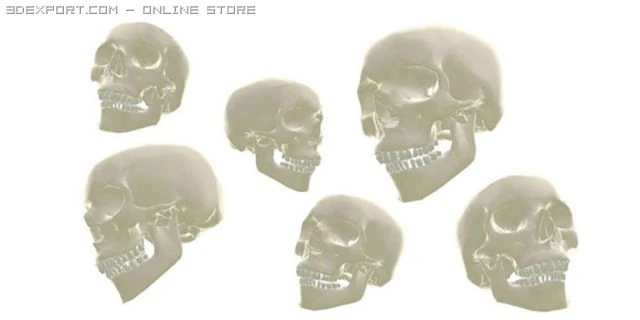 skull 3D Model .c4d .max .obj .3ds .fbx .stl .blend