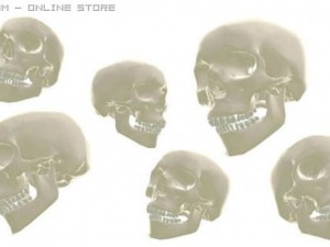 skull 3D Model