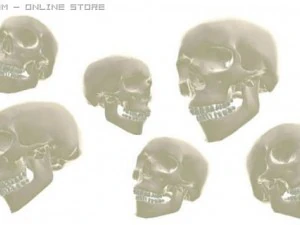 череп 3D Модель
