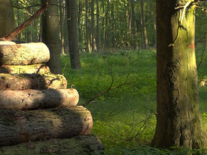 forest 1 hdr environment high res 3D Модель