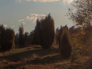 meadow 2 afternoon hdr panorama Modello 3D