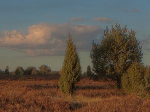 meadow 4 afternoon hdr panorama 3D Model