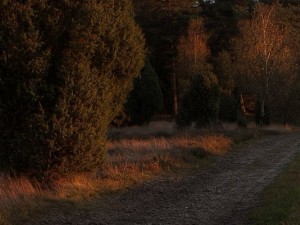meadow 7 afternoon hdr panorama 3D Модель