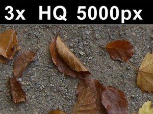 3x leaves on ground 1 high res CG Tekstury