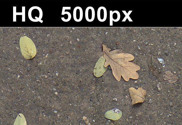 2x leaves on sand 2 high res CG 텍스쳐 .c4d .max .obj .3ds .fbx .stl .blend 