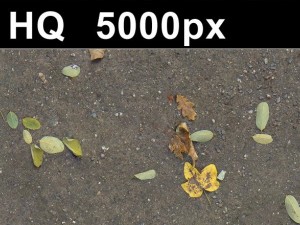 2x leaves on sand 2 high res CG 텍스쳐