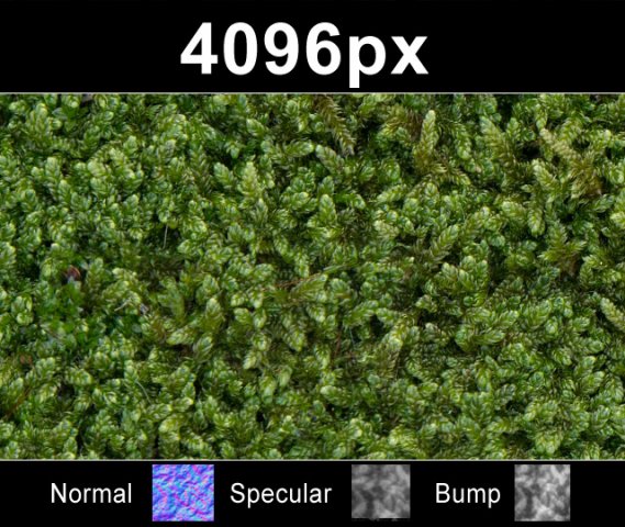 moss 01  high res set Tekstur CG .c4d .max .obj .3ds .fbx .stl .blend 