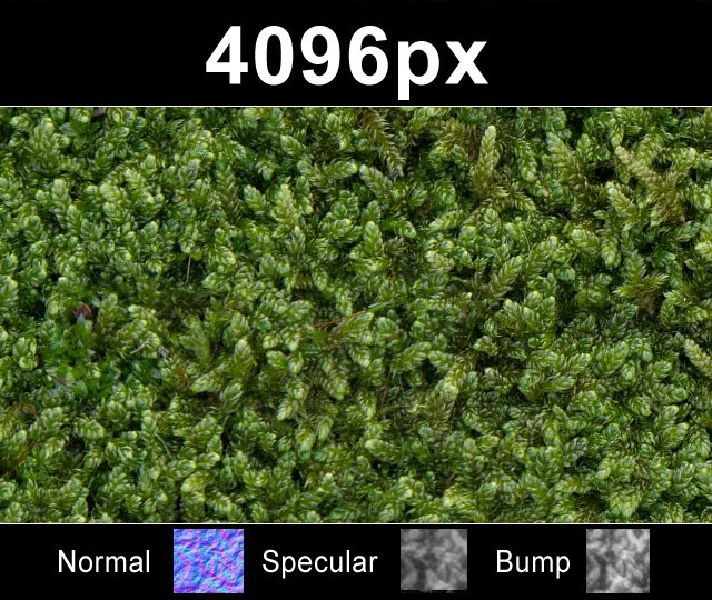 moss 01  high res set CG Textures .c4d .max .obj .3ds .fbx .stl .blend 
