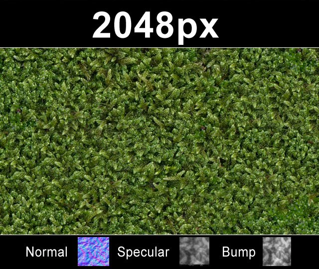 moss 01 set CG Textures .c4d .max .obj .3ds .fbx .stl .blend 