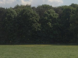 hdr 113 meadow 3Dモデル